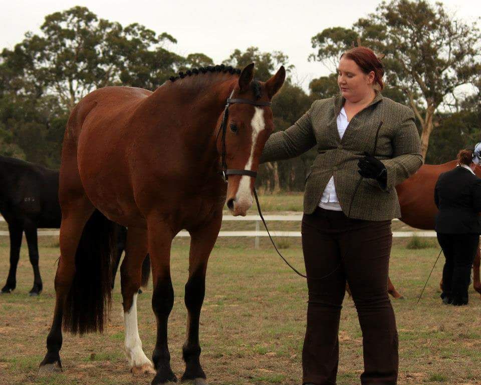 Presenting for Hunter InHand Classes? Chronicle Forums